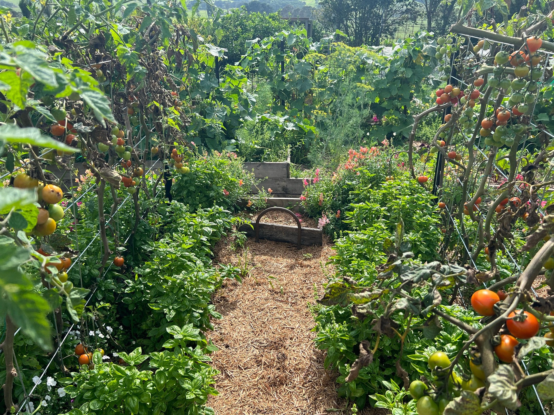 Permaculture Garden in Summer